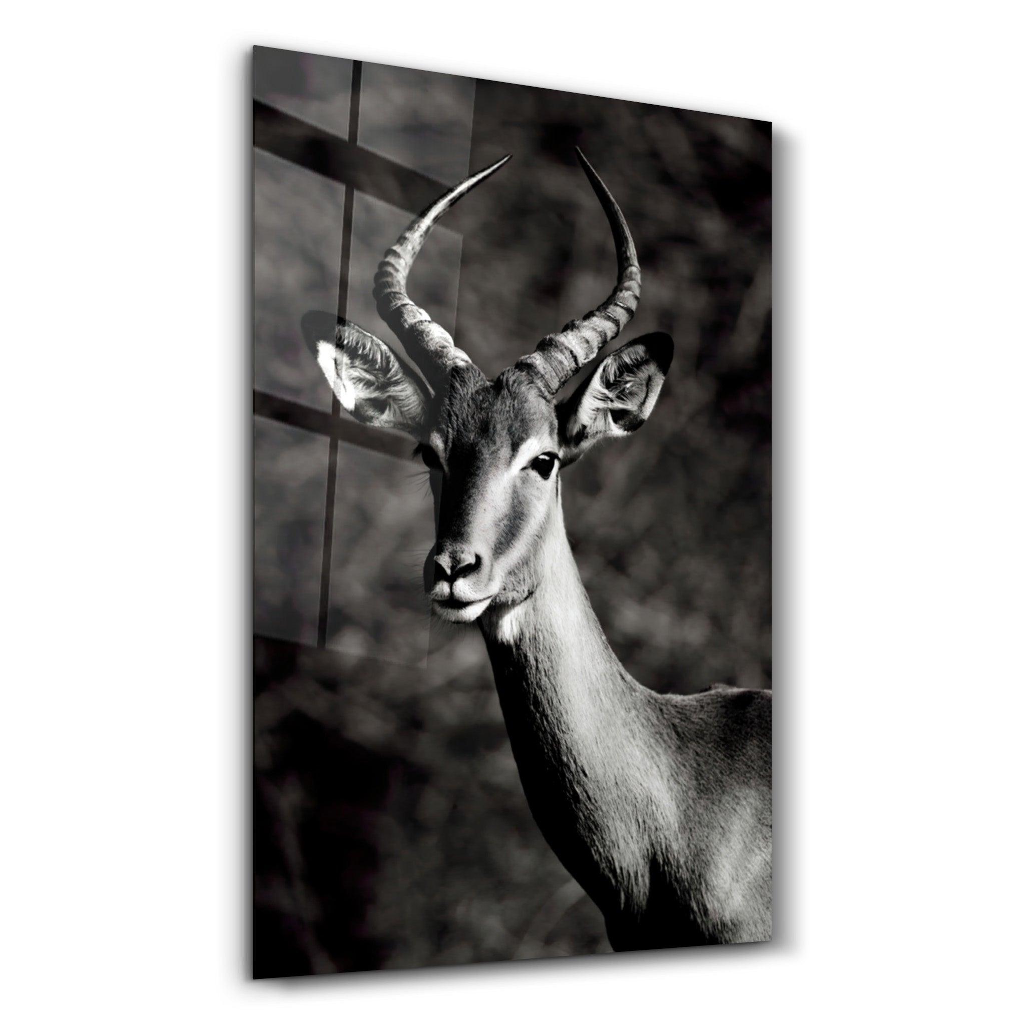 Antilope Black and White | Glass Wall Art - Artdesigna