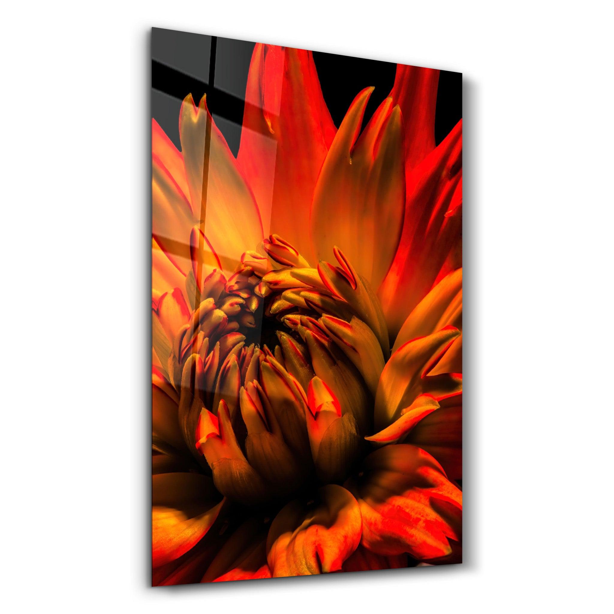 Orange Daisy | Glass Wall Art - Artdesigna