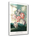 Robert John Thornton A Group of Carnation | Glass Wall Art