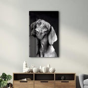 Innocent Dog | Glass Wall Art - Artdesigna