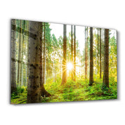 The Forest | Glass Wall Art