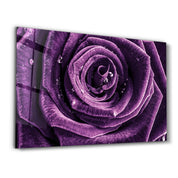 Purple Rose V2 | Glass Wall Art - Artdesigna