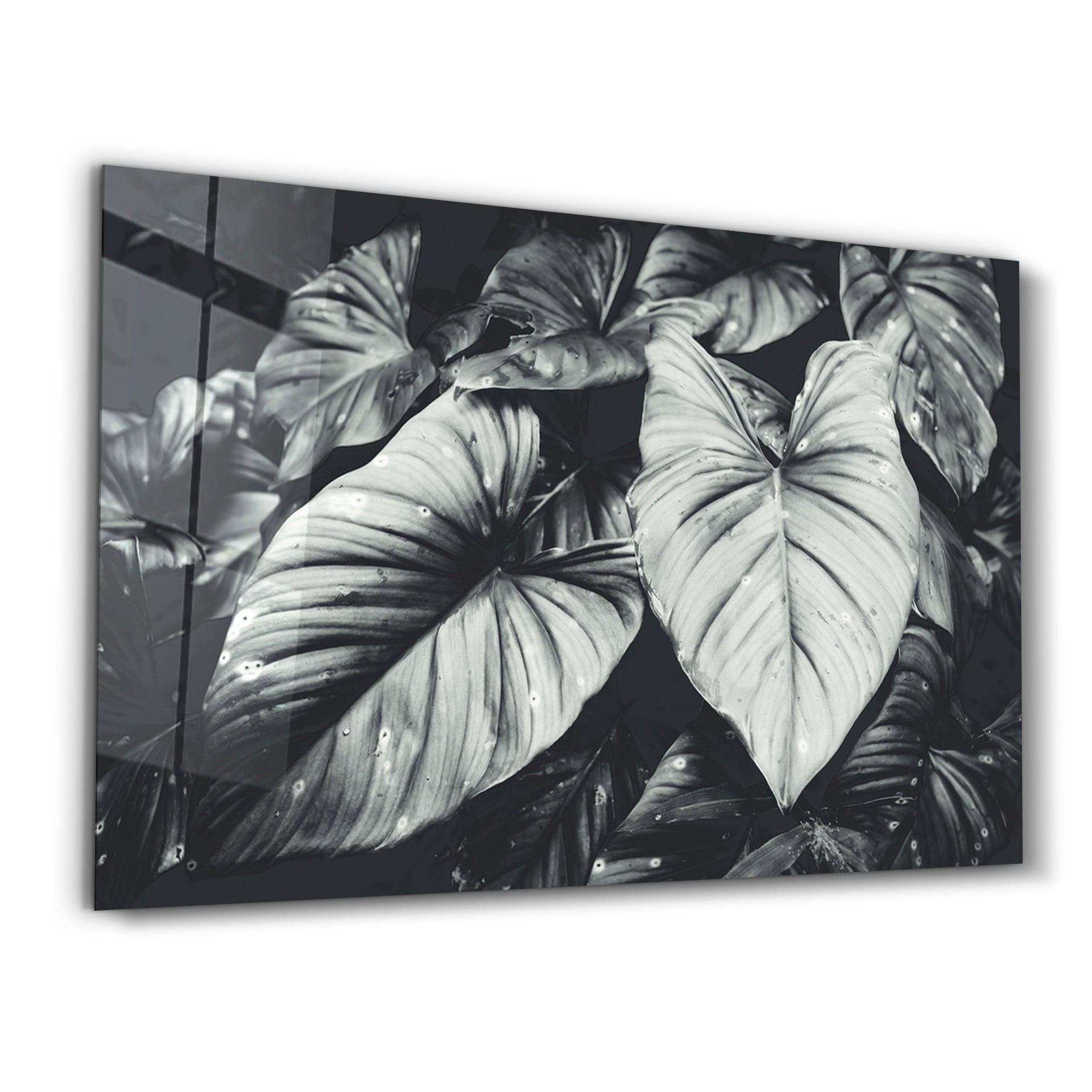 Elephant's Ears | Glass Wall Art - Artdesigna