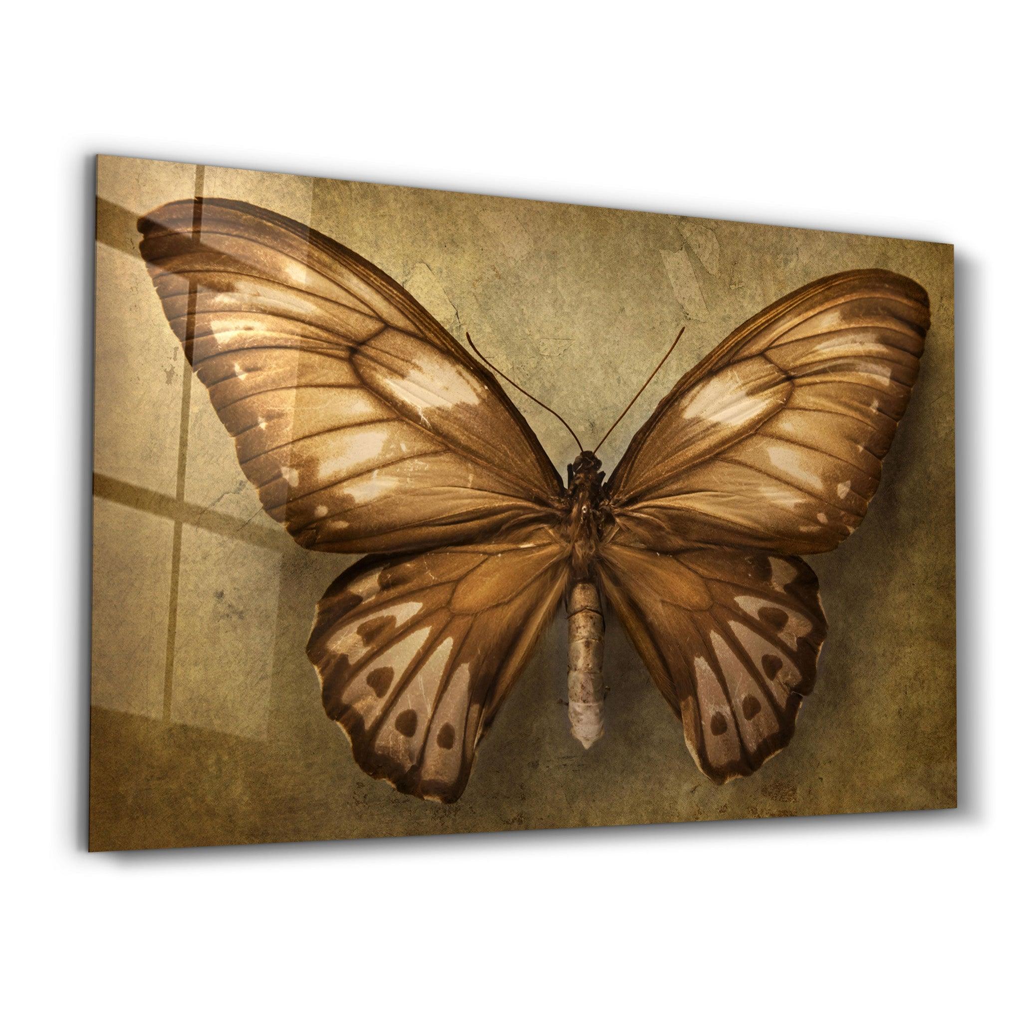 Vintage Butterfly | Glass Wall Art - Artdesigna