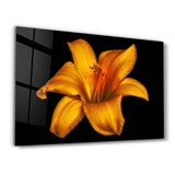 Orange Lily | Glass Wall Art