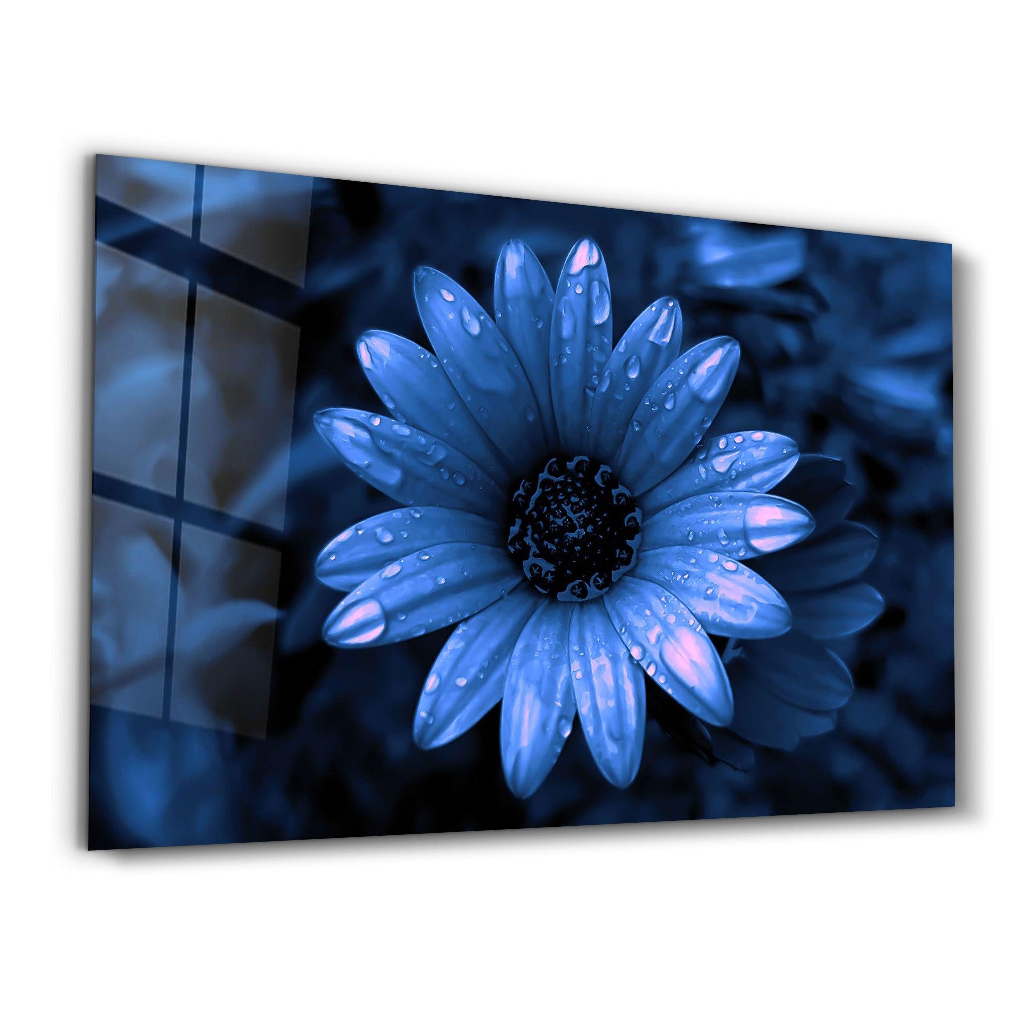 Blue Daisy | Glass Wall Art - Artdesigna