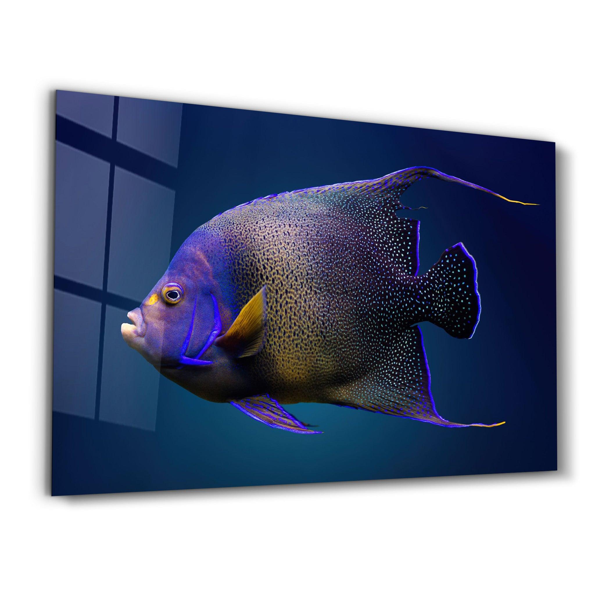 Exotic Fish | GLASS WALL ART - ArtDesigna Glass Printing Wall Art