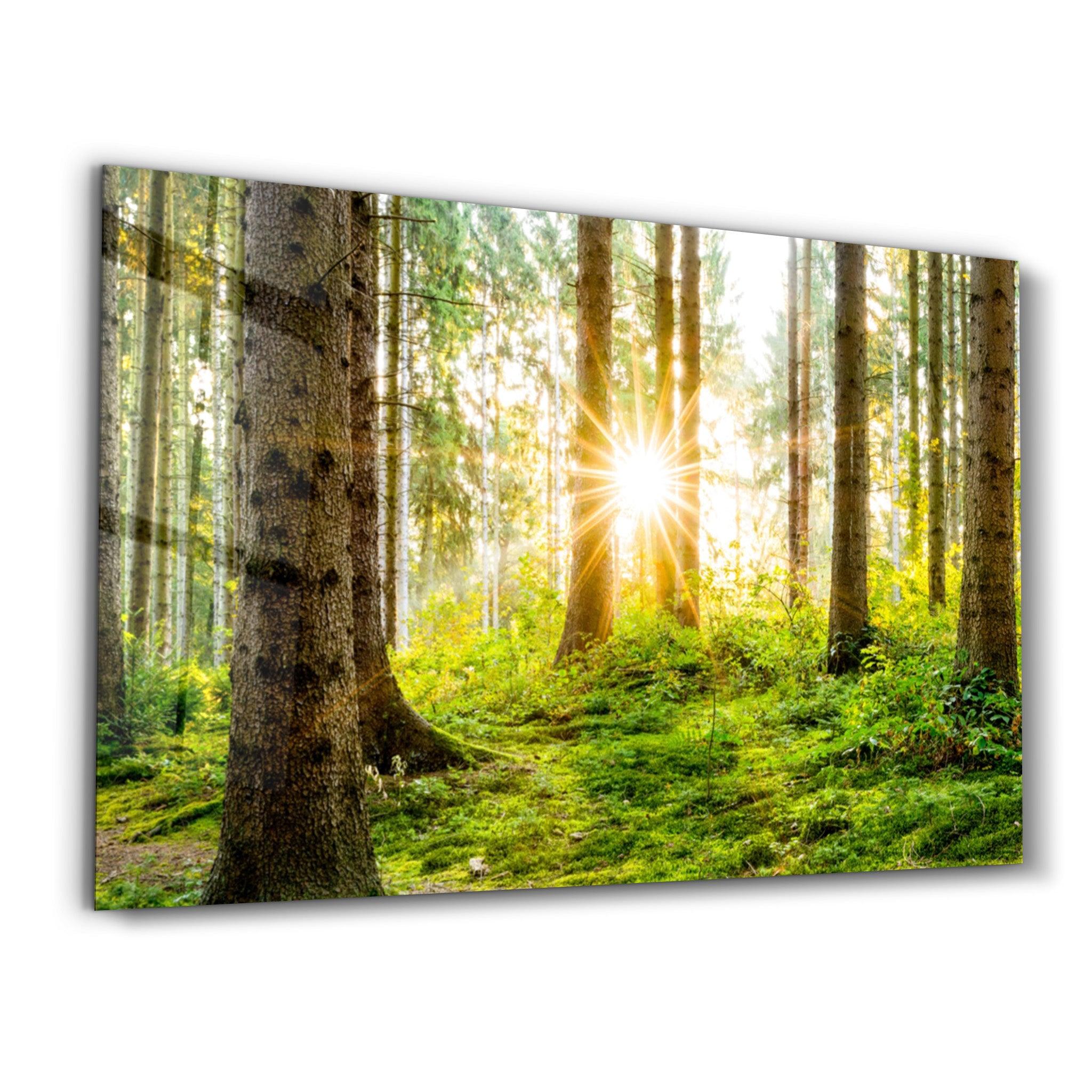 The Forest | Glass Wall Art - Artdesigna