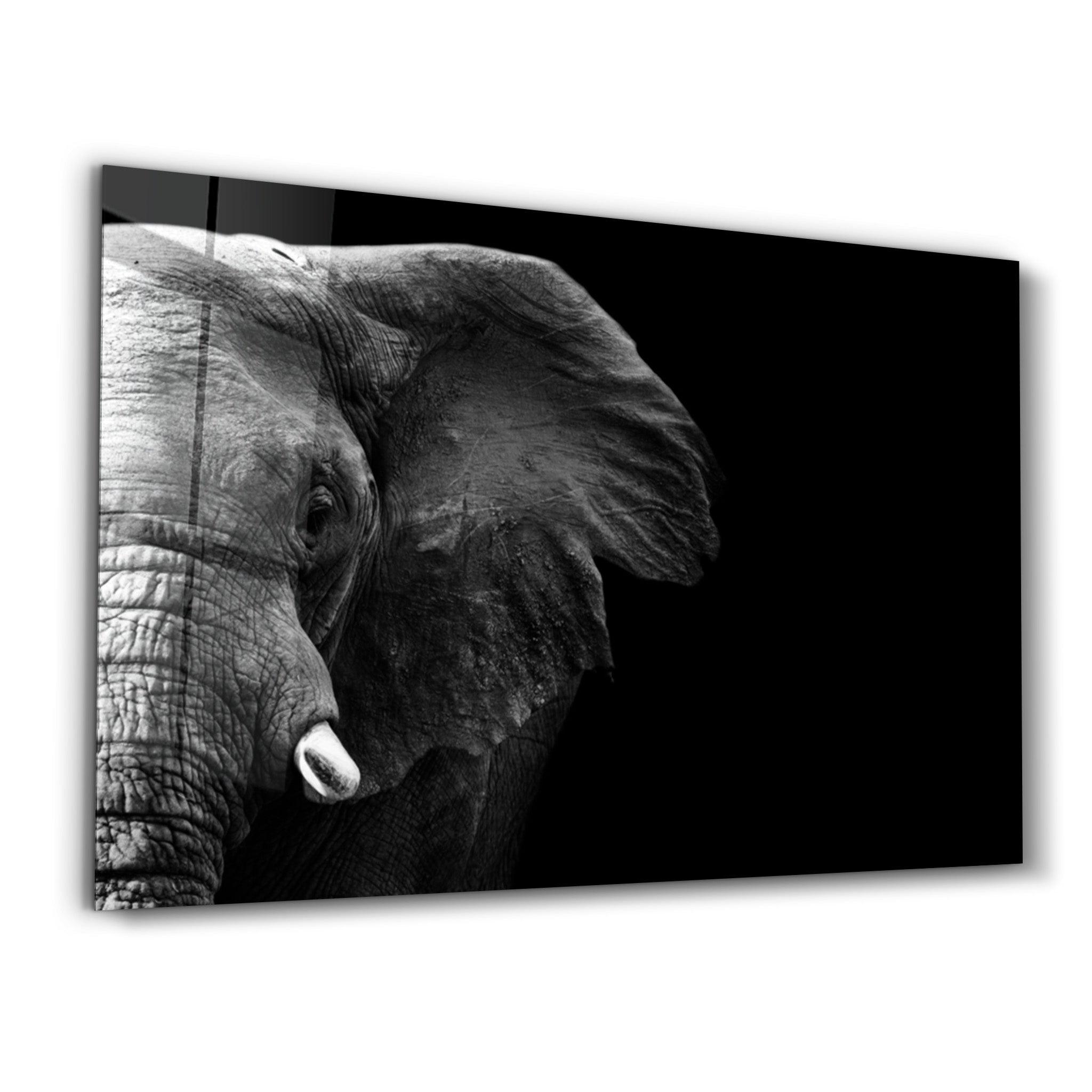 Elephant | Glass Wall Art - Artdesigna