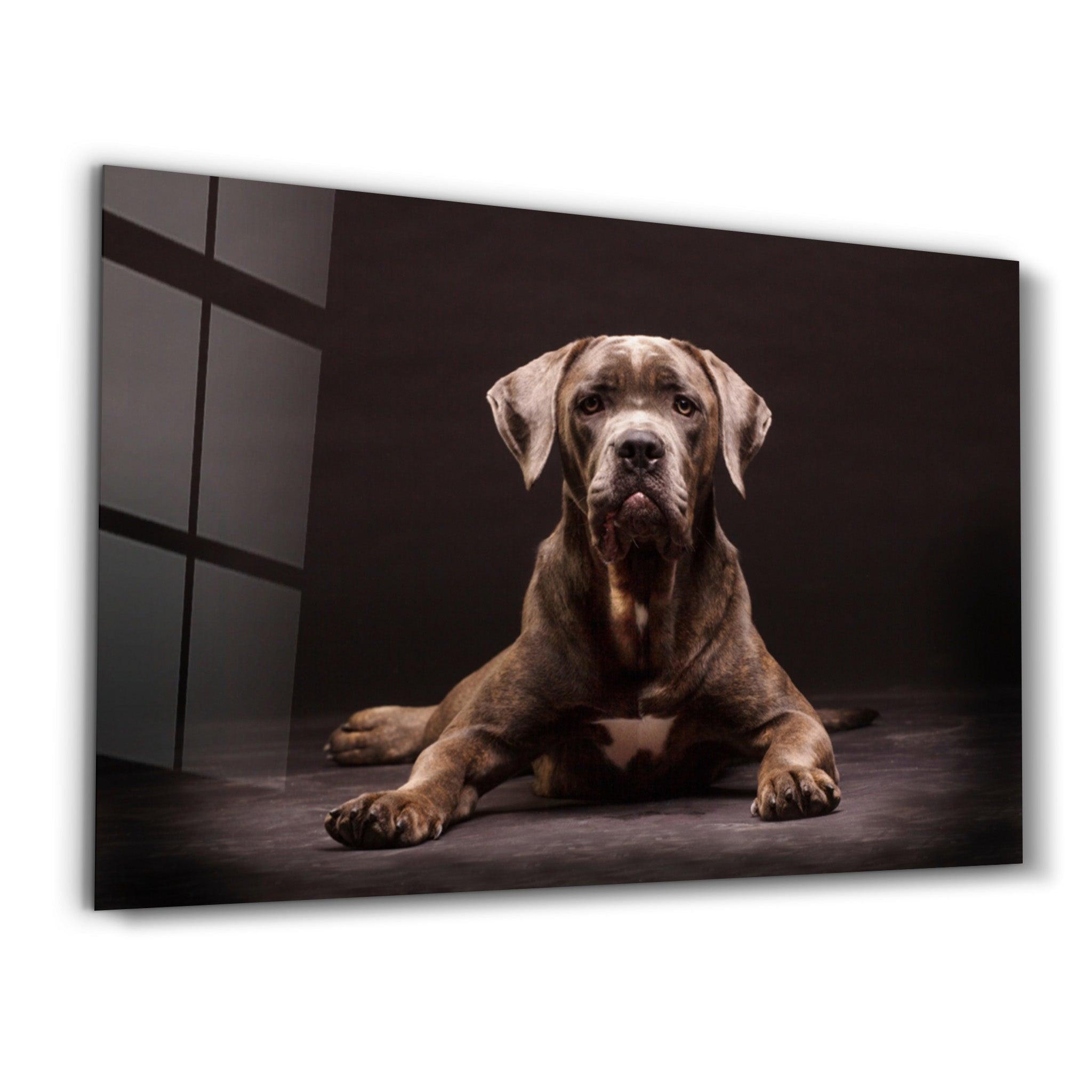 Dog | Glass Wall Art - Artdesigna