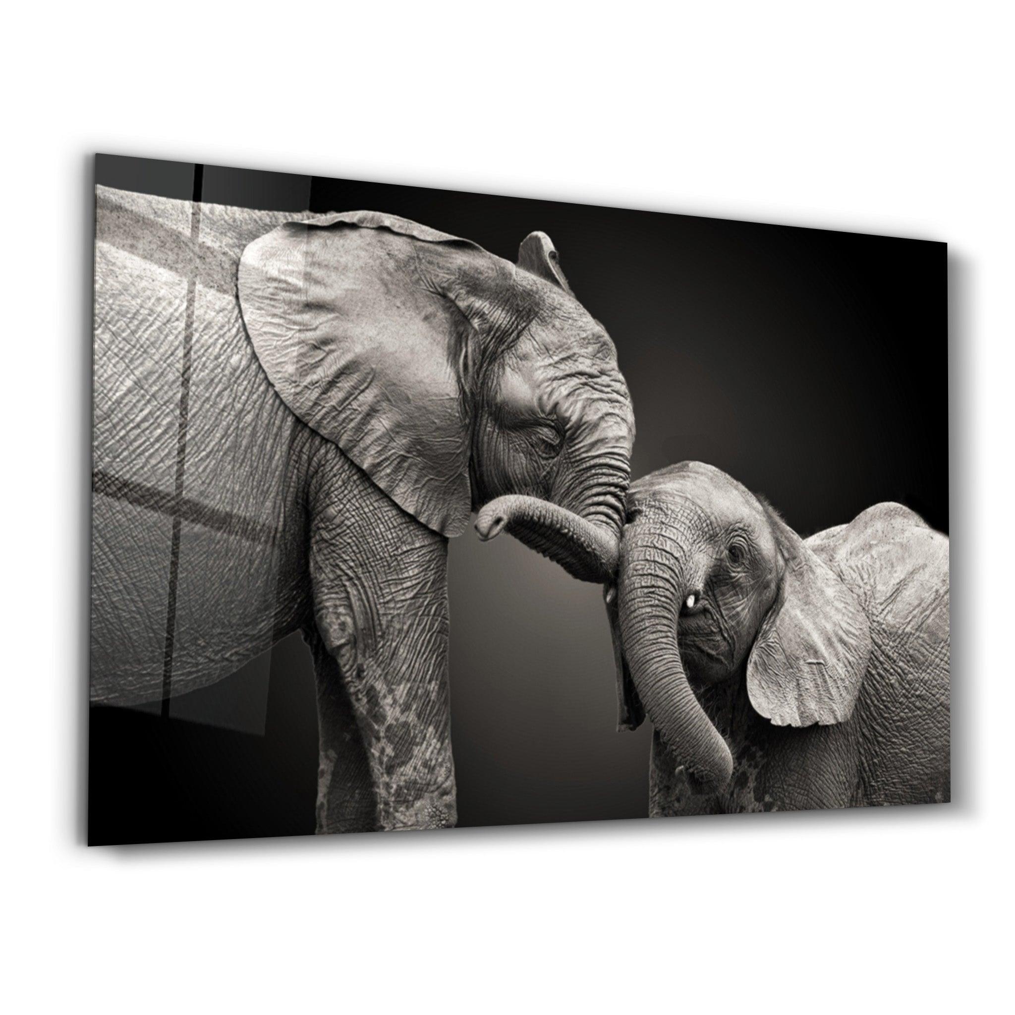 Elephants | Glass Wall Art - Artdesigna