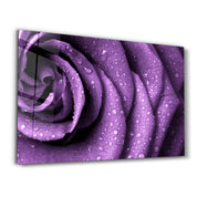 Purple Rose | Glass Wall Art - Artdesigna