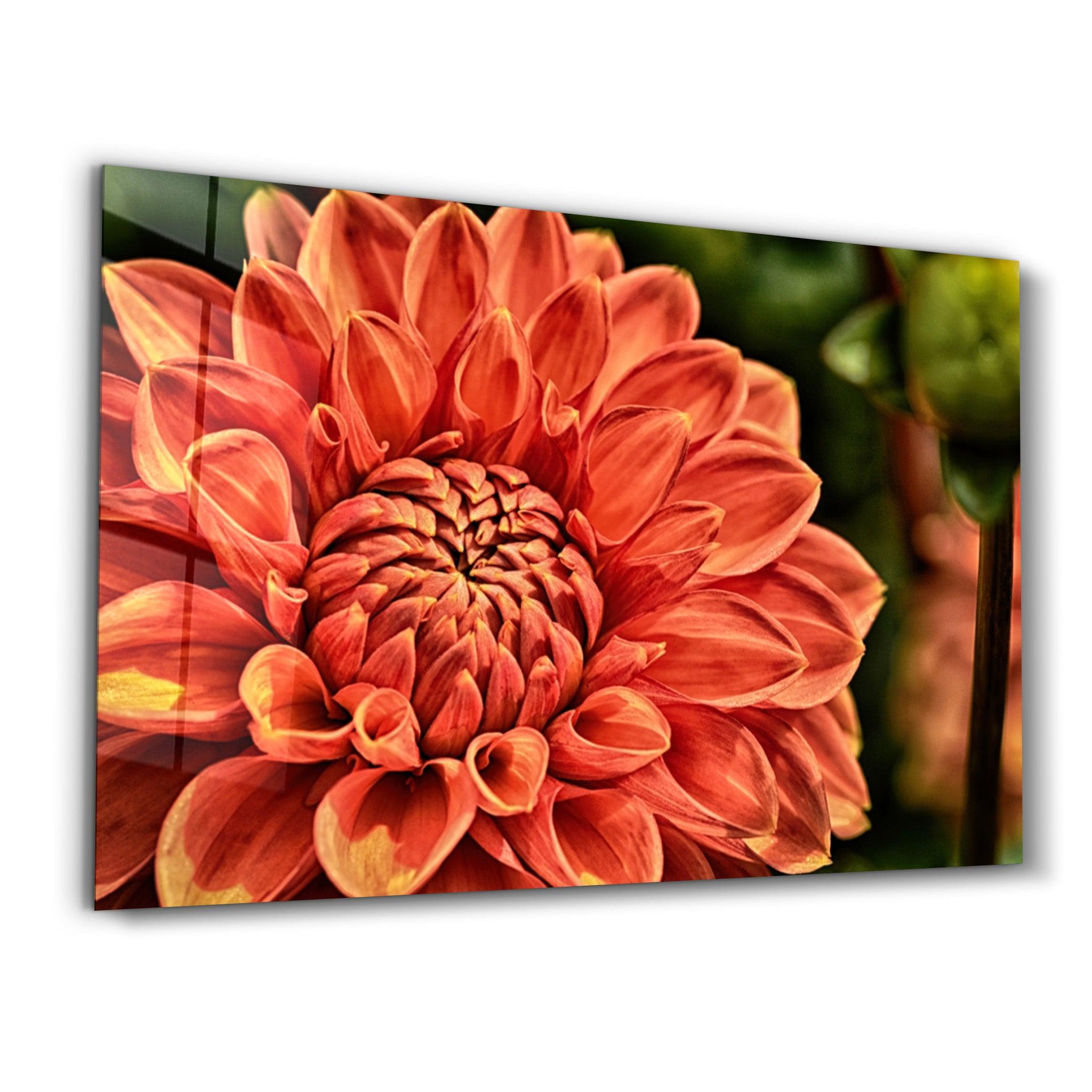 Orange Gerbera | Glass Wall Art - Artdesigna