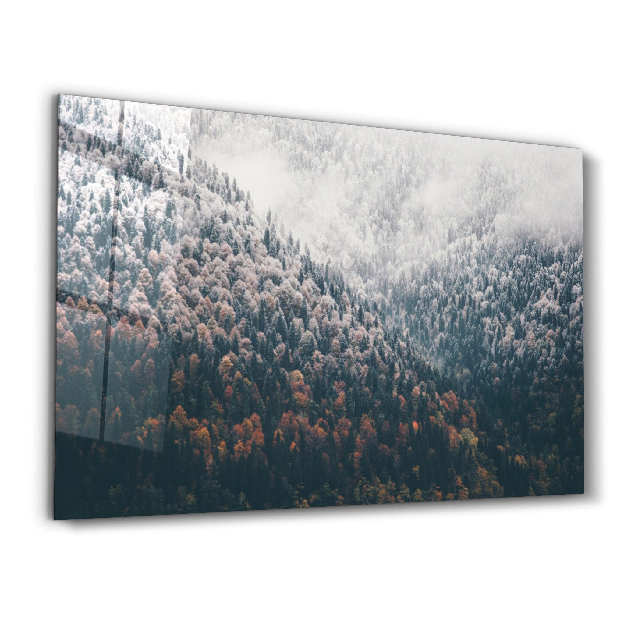 Forest | Glass Wall Art - Artdesigna