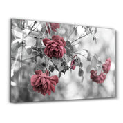 Roses | Glass Wall Art - Artdesigna