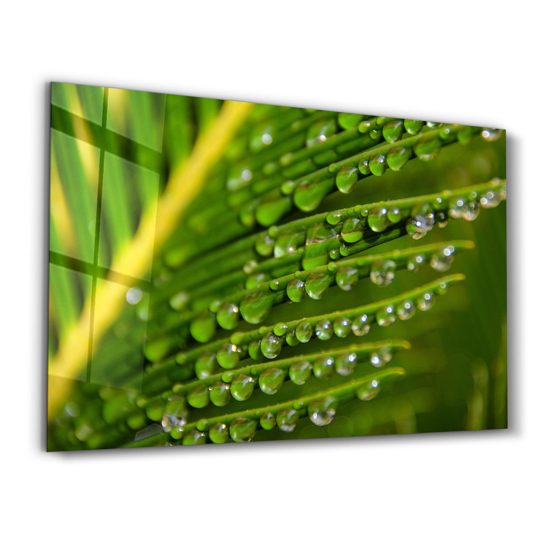 Green Leaves with Water Drops | Glass Wall Art - Artdesigna