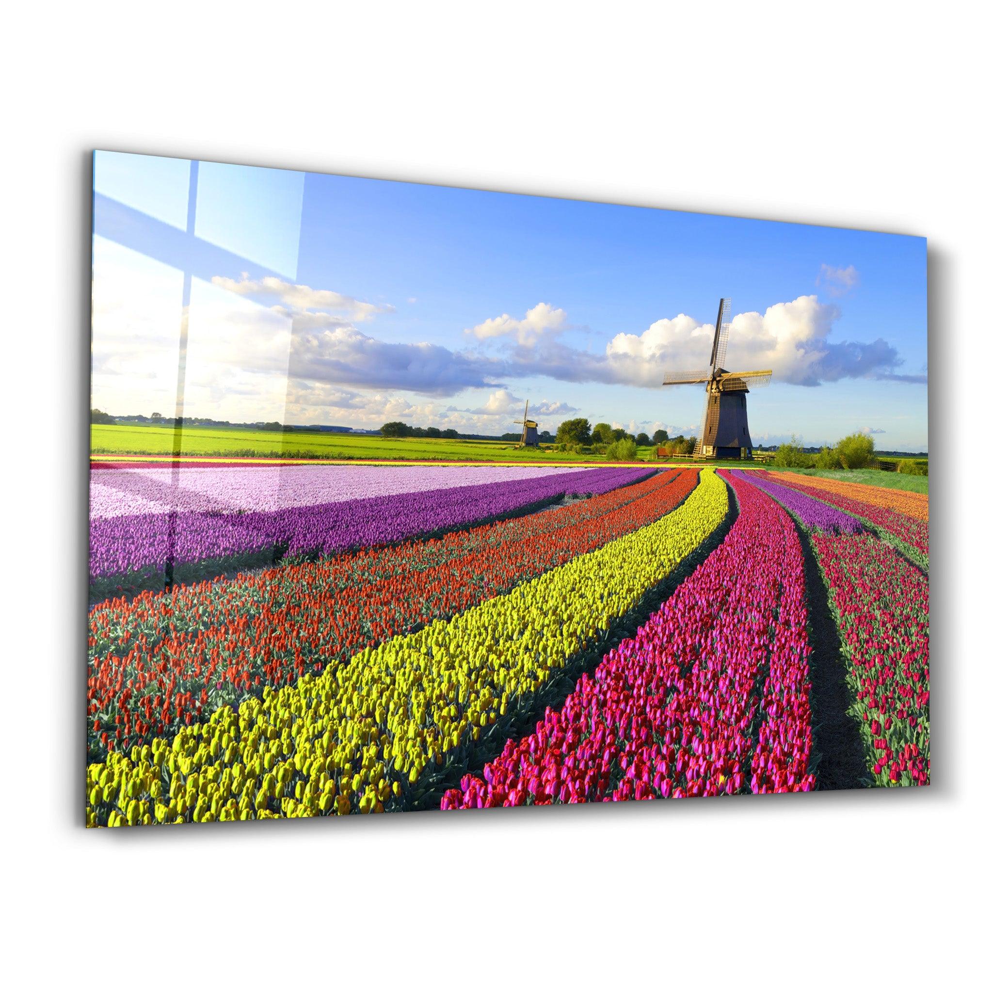 Tulips Of Amsterdam | Glass Wall Art - Artdesigna