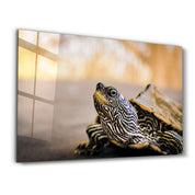 Striped Turtle | Glass Wall Art - Artdesigna