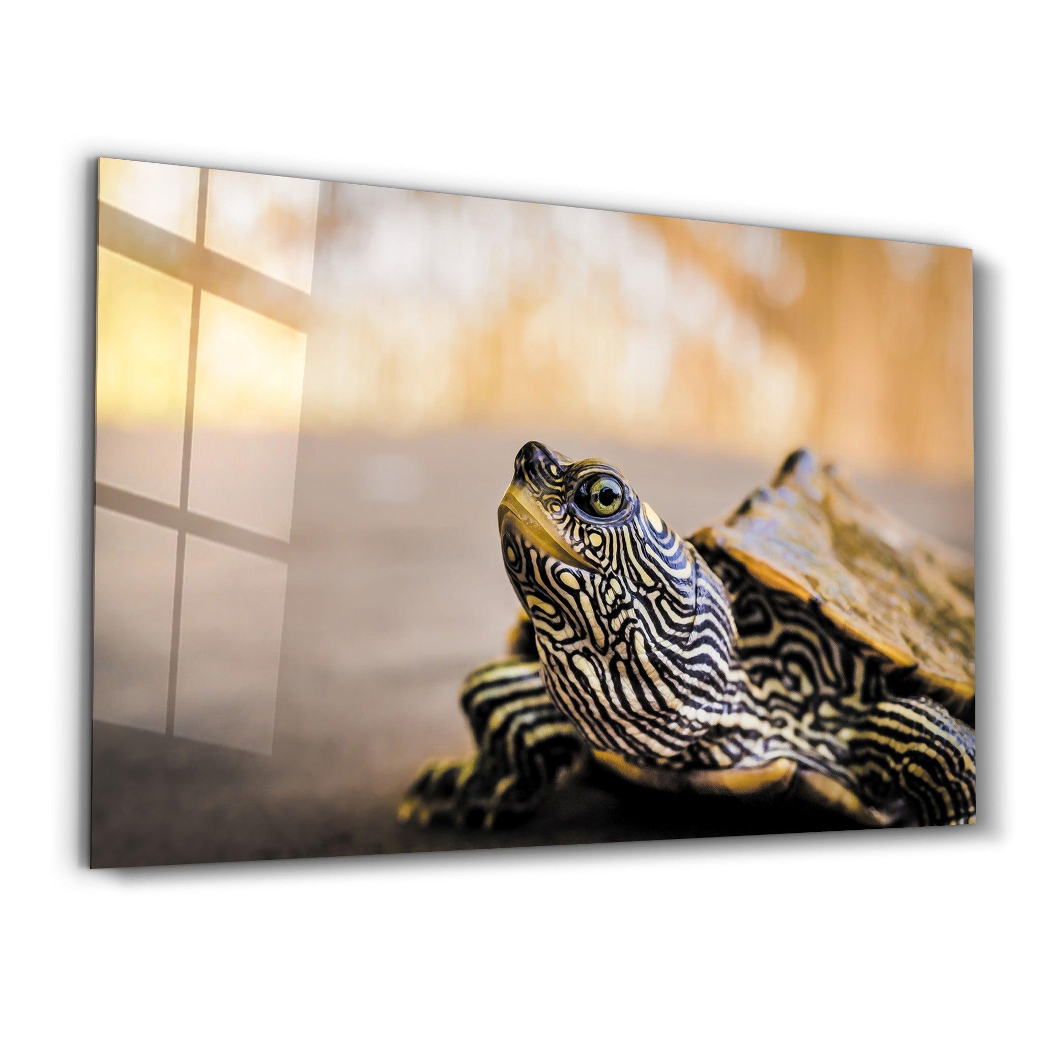 Striped Turtle | Glass Wall Art - Artdesigna