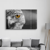 Hawk | Glass Wall Art - Artdesigna