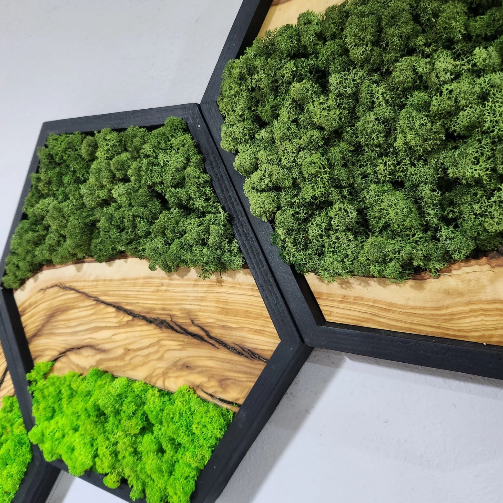 Honeycomb Moss & Olive Tree | Premium Handmade Wall Sculptures